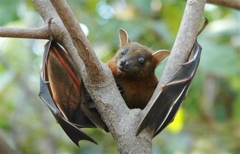 Are Fruit Bats Nocturnal: Do They Dream of Mango Skies?