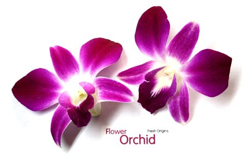 Are Orchid Flowers Edible?