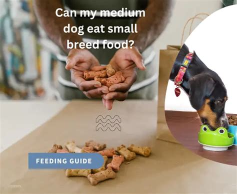 Can I Feed My Medium Dog Large Breed Food? Exploring the Nutritional Maze for Your Furry Friend