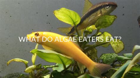 Do Algae Eaters Eat Fish Food? And Why Do Fish Sometimes Dream of Algae?