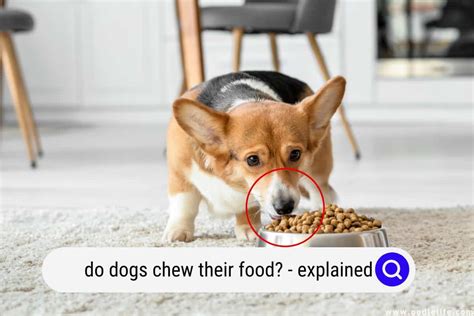 Do Dogs Chew Their Food, or Do They Just Swallow It Whole Like a Hungry Dinosaur?