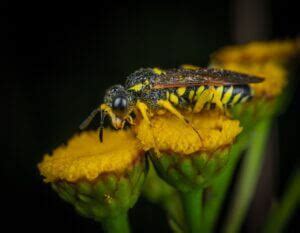 Do Yellow Jackets Pollinate Flowers?