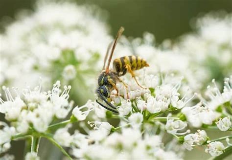 Do Yellow Jackets Produce Honey: A Buzzing Inquiry into Nature's Sweet Mysteries