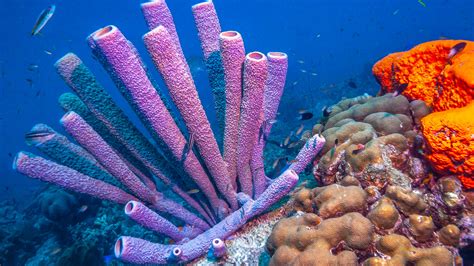  Elliottid Sponge: Can This Deep-Sea Dweller Be Considered a Natural Filter for Our Oceans?