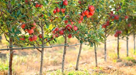 How Long Does It Take Fruit Trees to Produce: A Journey Through Time and Taste