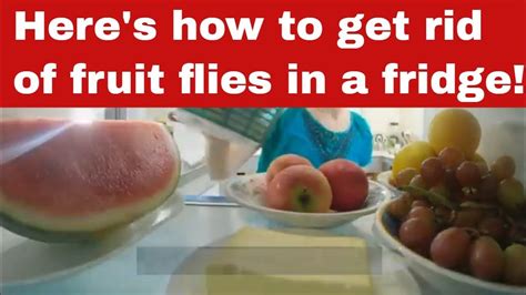 How to Get Rid of Fruit Flies in Fridge: And Why They Might Be Planning a Picnic