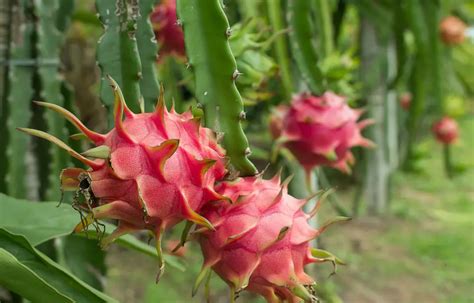 How to Grow Dragon Fruit Plant: A Journey Through Time and Space