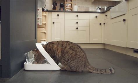 How to Keep Dog Out of Cat Food: A Comprehensive Guide to Feline Feast Security and Canine Curiosity Management