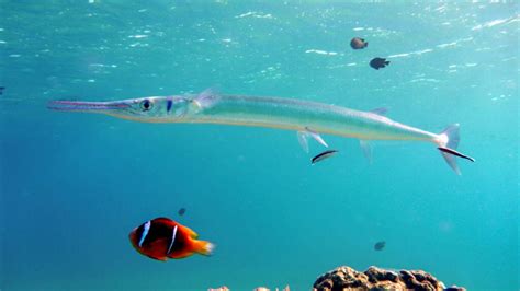  Needlefish! Can You Imagine an Aquatic Creature That Resembles a Living Needle Whipping Through the Ocean Depths?