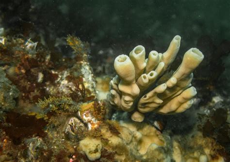 Neoesperiopsis! Explore This Marvelous Sponge's Unseen World of Colorful Complexity and Deep-Sea Resilience