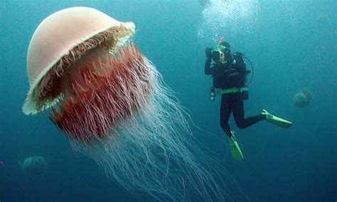  Nomura's Jellyfish: Exploring the World's Largest Jellyfish With Stinging Tentacles!