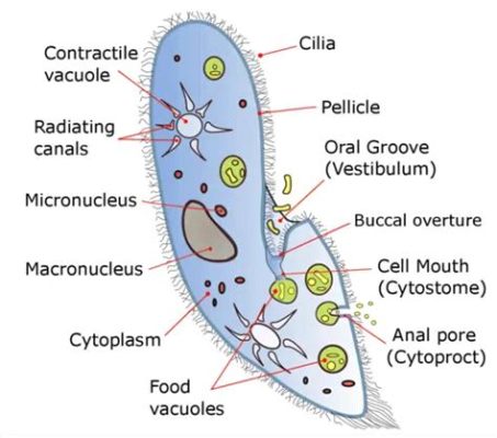  Paramecium: Bir Tek Hücreli Canlı mıdır Yoksa Hareket Eden Minyatür Bir Şehri mi?