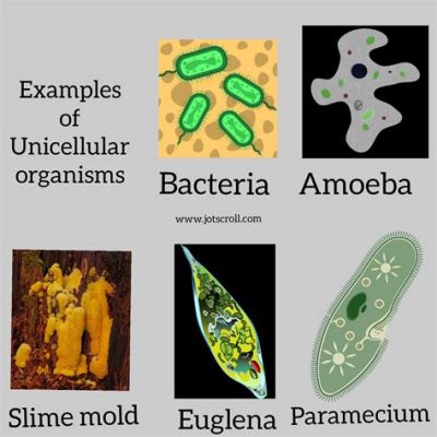  Proteus! Can a Single-Celled Organism Be So Complex?