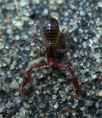  Pseudoscorpion!  A Tiny Arachnid With Big Prey-Catching Abilities