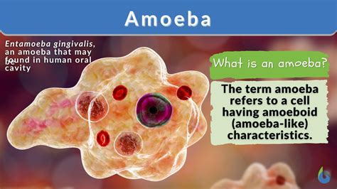 Quadruspina:  Discover the Fascinating World of This Armored Amoeboid Wonder!