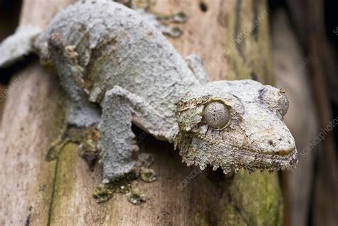  Queensland Leaftail Gecko: This Tiny Tree Climber Has Camouflage Skills That Would Make a Ninja Jealous!