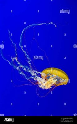  Quinquesemium: An Unassuming Jellyfish that Packs a Powerful Sting!