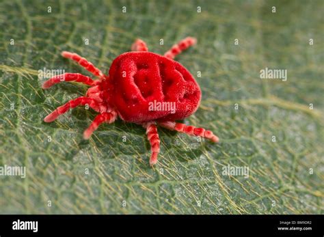  Red Velvet Mite: Can Tiny Red Creatures with Velvet Bodies Actually Conquer the World?