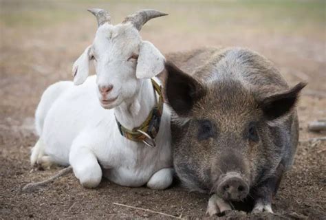 Tapir! Keçi ve Domuzun Karmaşası Olan Güzel Bir Hayvanı Tanıyor musunuz?