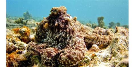  Veiled Octopus: Hiding in Plain Sight - An Incredible Master of Camouflage