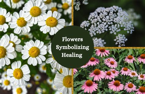 What Flowers Represent Healing?