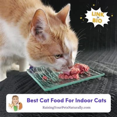 What is the Best Cat Food for Indoor Cats? And Why Do Cats Dream of Electric Mice?