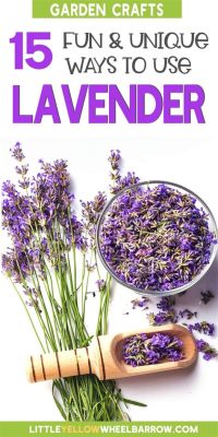 What to Do With Dried Lavender Flowers