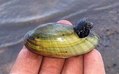  Yellow Mussel, Bir Deniz Canavarı mı Yoksa Sessiz Bir Filozof mu?