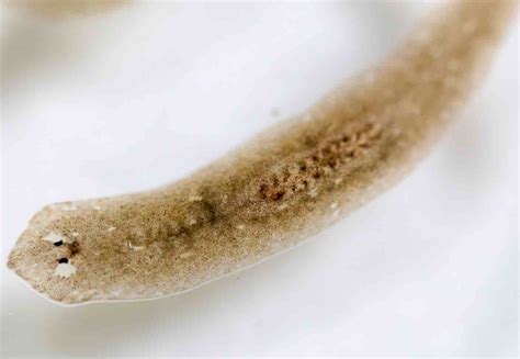  Yellow-Spotted Planarian: Can this Tiny Flatworm be your Next Best Friend?