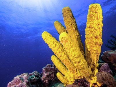  Yellow Tube Sponge:  Can This Colorful Underwater Dwelling Conquer Both Depth and Sunlight?