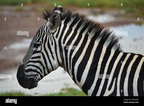  Zebra:  Known for its distinctive stripes, this graceful mammal navigates the African savanna with an elegant stride!