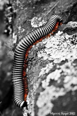  Zebra Millipedes: Are These Curious Creatures Hiding a Million Legs?